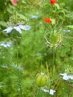 Nigellas, Foto  Margreth Rössler-Wacker