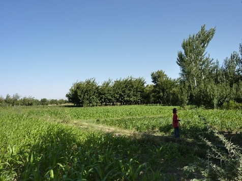 Sur le chemin du verger de Mûriers à l'extérieur du village