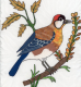 birds_907_45