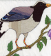 birds_908_45