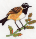 birds_915_43