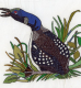 birds_928_58